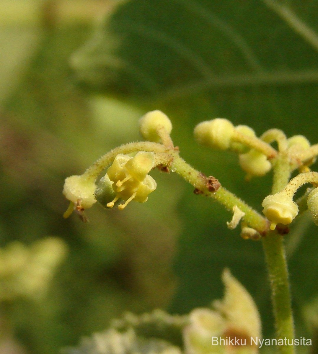 Cissus vitiginea L.